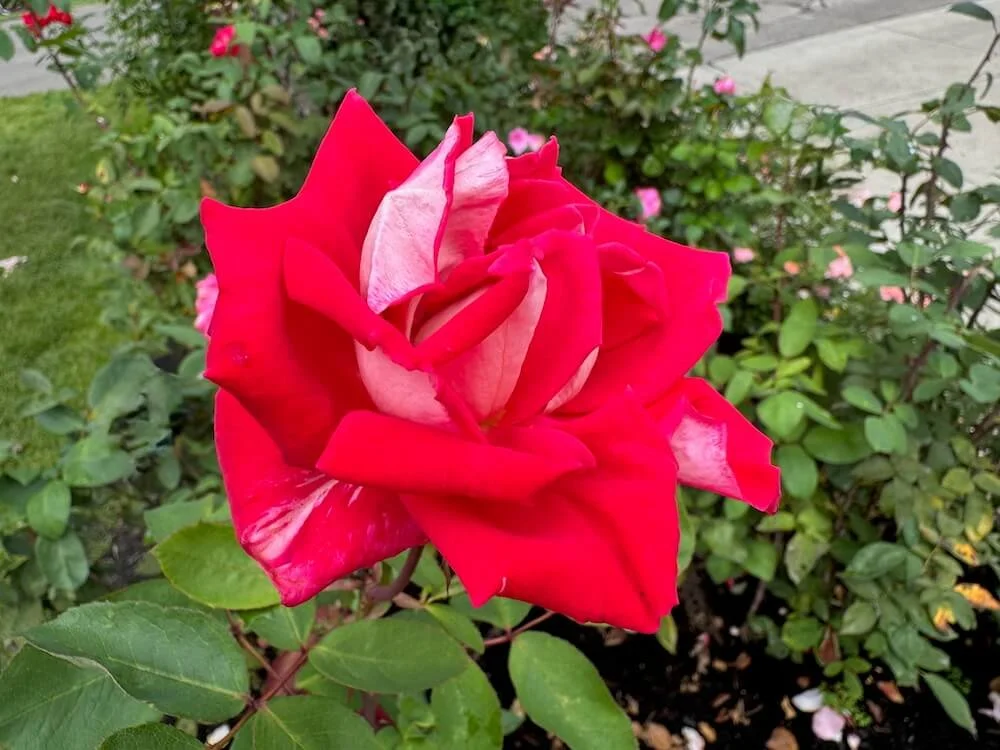 Rosa 'Love' (Love Grandiflora Rose) — Northwest Blooms